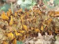 Gymnosporangium sabinae-amf179